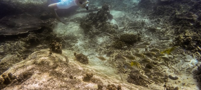 Koh Tao: Unterwasser und auf dem Roller