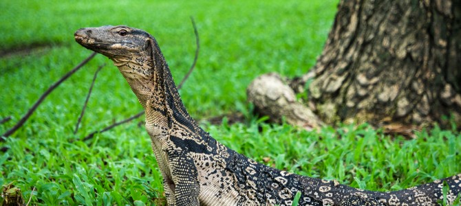 Quer durch das Land zurück nach Bangkok