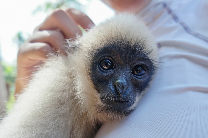 GibbonBaby